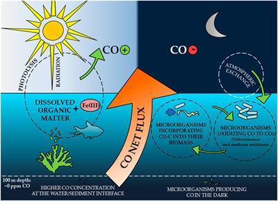 Carbon Monoxide Fate in the Environment as an Inspiration For Biorefinery Industry: A Review